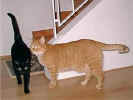 katzen.jpg (9574 Byte)