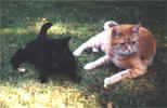 lucie_tiger.jpg (32082 Byte)