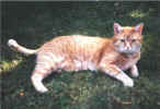 tiger.jpg (30147 Byte)